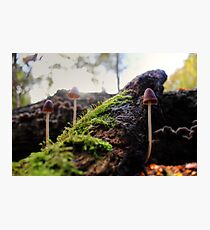 Looking For Faeries Photographic Print