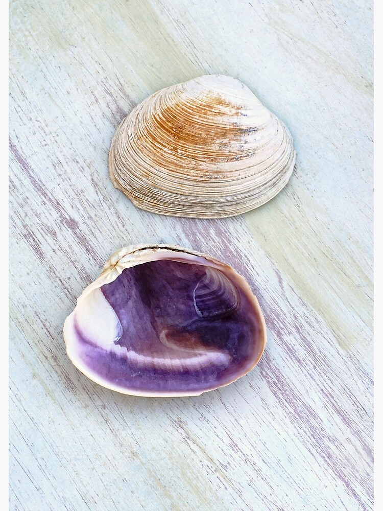 Wampum shell hotsell