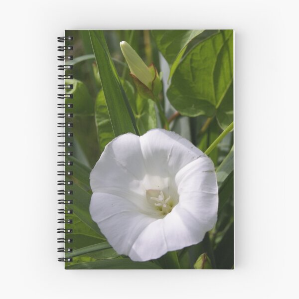Item preview, Wild Morning Glory 2  designed and sold by steppeland.