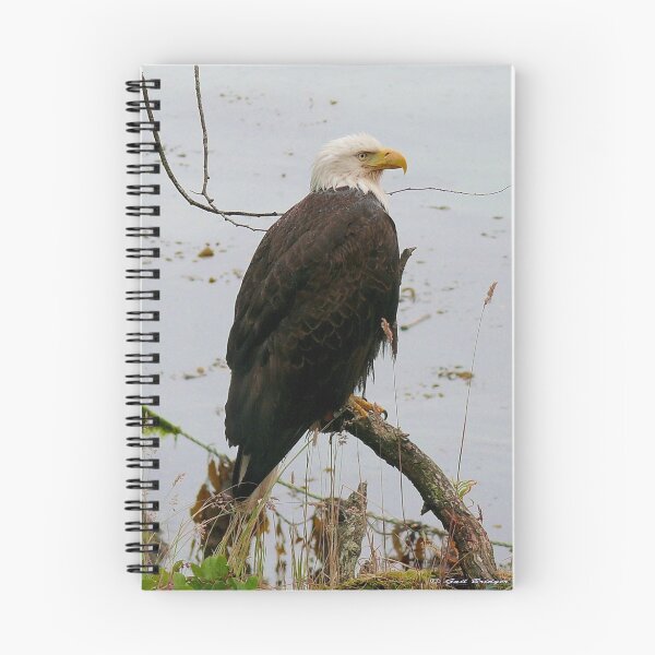 Item preview, Perched designed and sold by Gail Bridger.