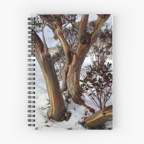 Item preview, colourful snow gums designed and sold by LenitaB.