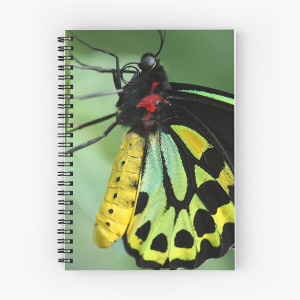 Item preview, Cairns Birdwing Butterfly designed and sold by margotk.