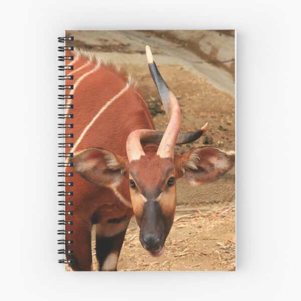 Item preview, Twisted (Eastern or Mountain Bongo) designed and sold by Anne-Marie Bokslag.