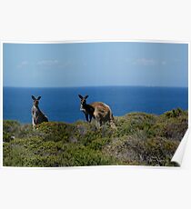 Curious Kangaroos Poster