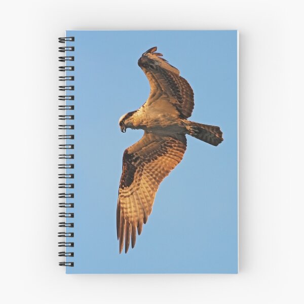 Artikelvorschau, Osprey in Flight entworfen und verkauft von Dreambarks.