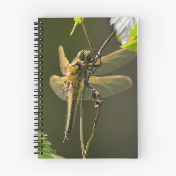 Item preview, Four Spotted Chaser designed and sold by kernuak.
