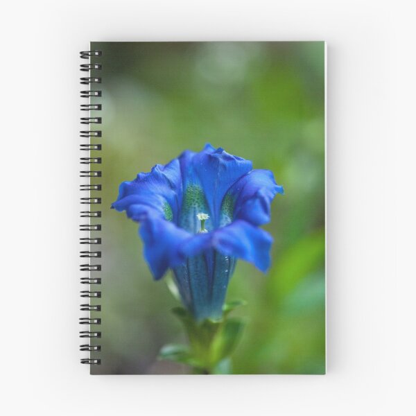 Item preview, Gentiana clusii designed and sold by Gabriele Maurus.