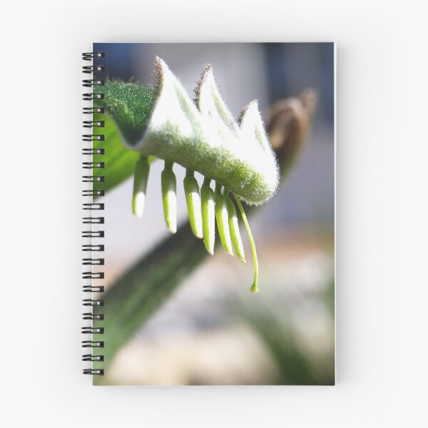 Item preview, Kangaroo Paw designed and sold by Grant Scollay.