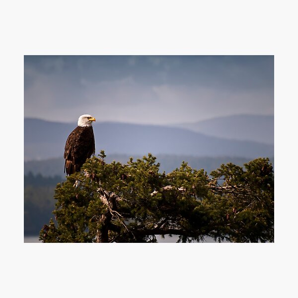 Mature Bald Eagle on Fir Tree Photographic Print