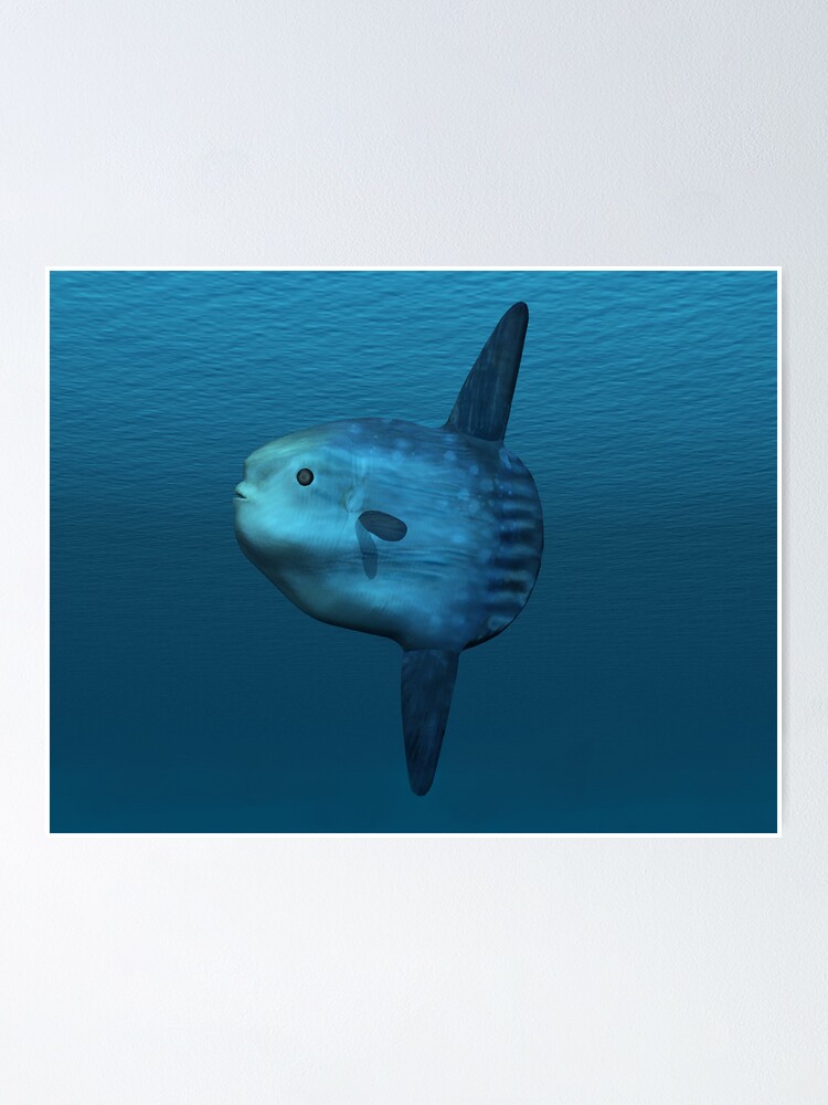 Poster Mola Mola Poisson Lune De L Ocean Par Skyviper Redbubble