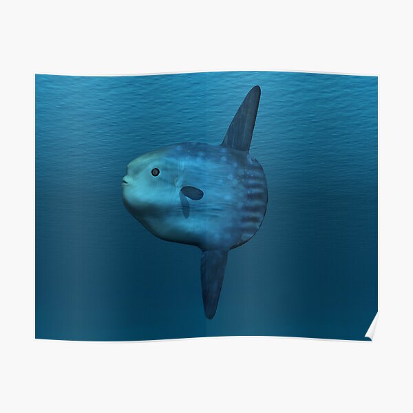 Mola Mola (Ocean Sunfish) Poster
