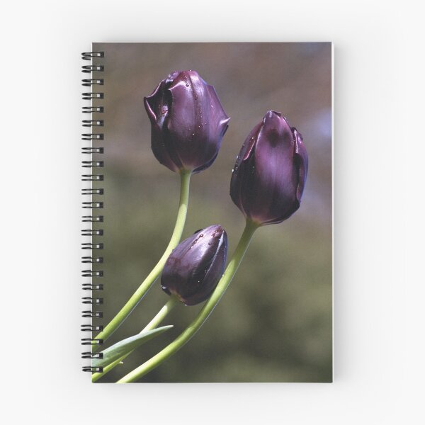 Artikelvorschau, Burgunder Tulpen entworfen und verkauft von Bev Pascoe.