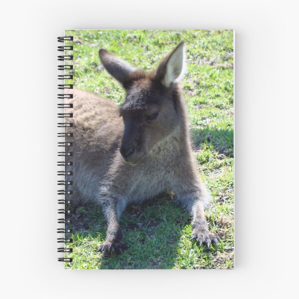 Item preview, Kangaroo - Quindalup Fauna Park W.A. designed and sold by Rainbow Farm Photography.