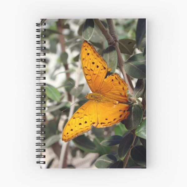 Item preview, Vindula arsinoe Butterfly - Quindalup Butterfly & Fauna Park W.A. designed and sold by Rainbow Farm Photography.