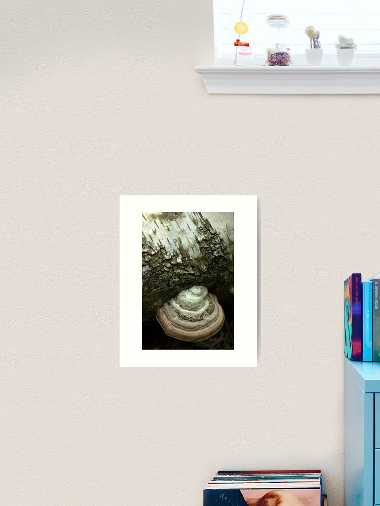 Thumbnail 2 of 3, Art Print, Birch and bracket fungi  designed and sold by steppeland.