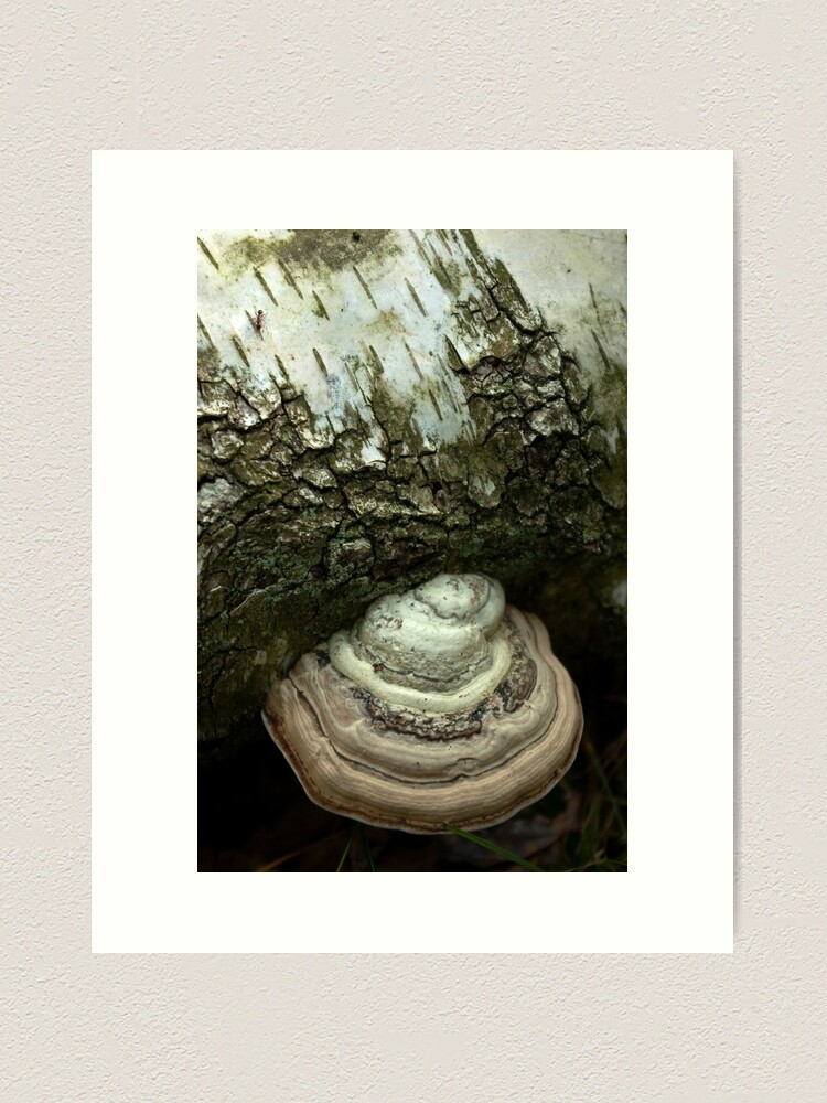 Thumbnail 1 of 3, Art Print, Birch and bracket fungi  designed and sold by steppeland.