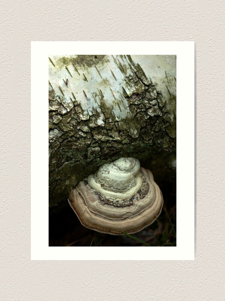 Alternate view of Birch and bracket fungi Art Print