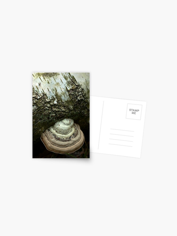 Thumbnail 1 of 2, Postcard, Birch and bracket fungi  designed and sold by steppeland.
