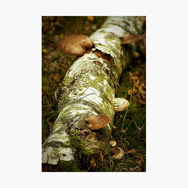 Circle of life Photographic Print