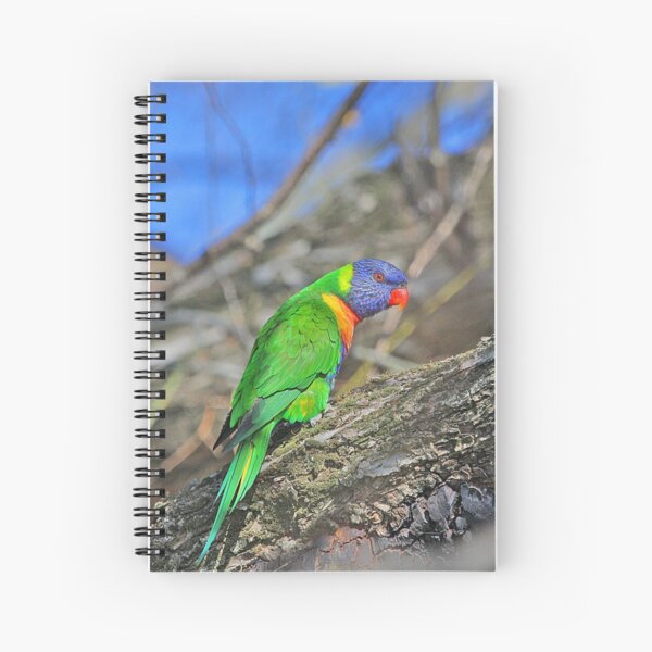 Item preview, Rainbow Lorikeet  designed and sold by EOS20.