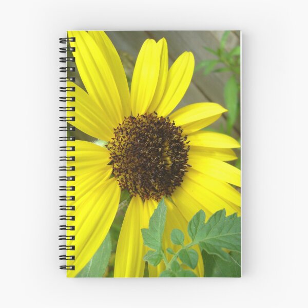 Aperçu de l'œuvre sunflowers 2 créée et vendue par Gemma Louise Pap.