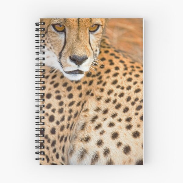 Item preview, Detail of Cheetah Face - Namibia designed and sold by Wild at Heart Namibia.