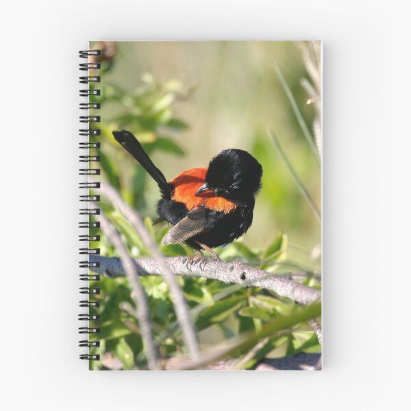 Item preview, Red-backed fairy wren (Malurus melanocephalus) "Just checking, are my RED feathers showing enough?" designed and sold by Normf.