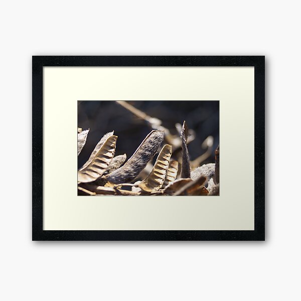 Lupin pods Framed Art Print