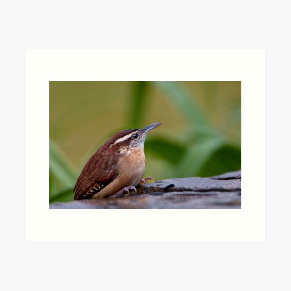 Item preview, Rainy Day Wren designed and sold by Bonnie T.  Barry.