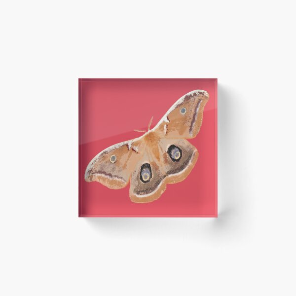 Item preview, Emperor Gum Moth (Opodiphthera eucalypti) large on Coral designed and sold by ChrissyWild.