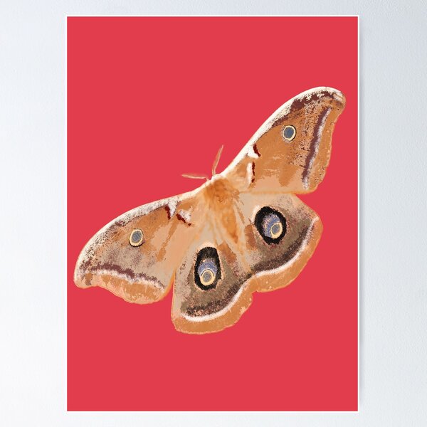 Item preview, Emperor Gum Moth (Opodiphthera eucalypti) large on Coral designed and sold by ChrissyWild.
