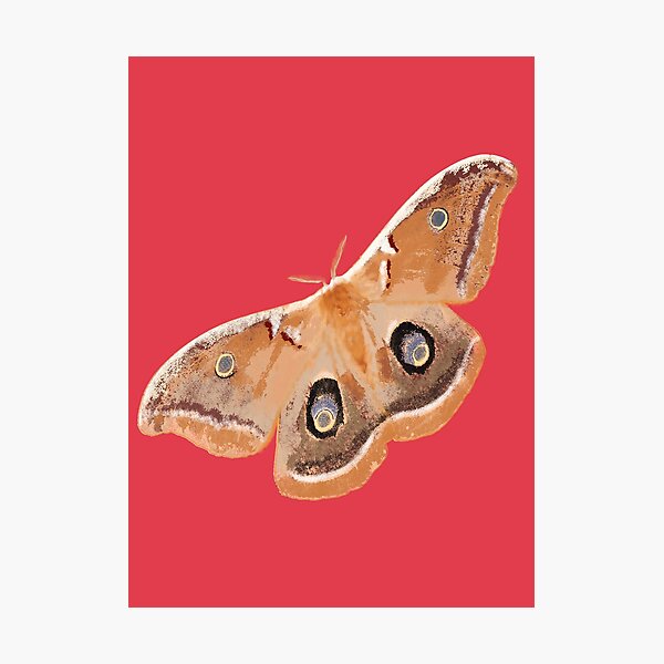 Item preview, Emperor Gum Moth (Opodiphthera eucalypti) large on Coral designed and sold by ChrissyWild.