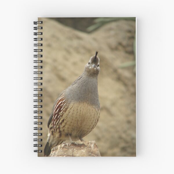 Item preview, Curious Bob    designed and sold by NatureGreeting Cards ©ccwri.