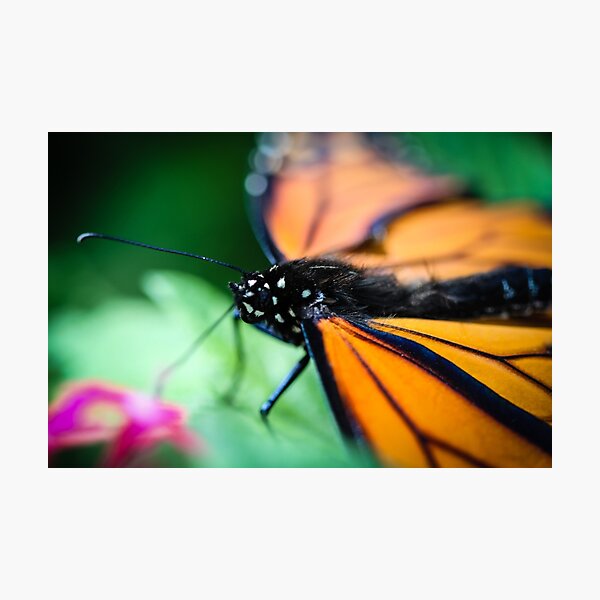 Item preview, Monarch Danaus Plexippus designed and sold by Henrik Lehnerer.