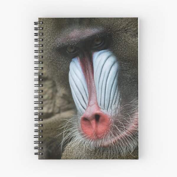 Aperçu de l'œuvre Mandrill créée et vendue par Macanz.
