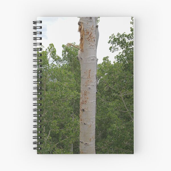 Aperçu de l'œuvre Bear scratches créée et vendue par TimHarper.
