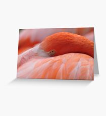 Pink Flamingo Greeting Card