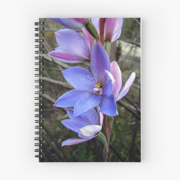 Item preview, Spotted Sun Orchid designed and sold by Floralynne.
