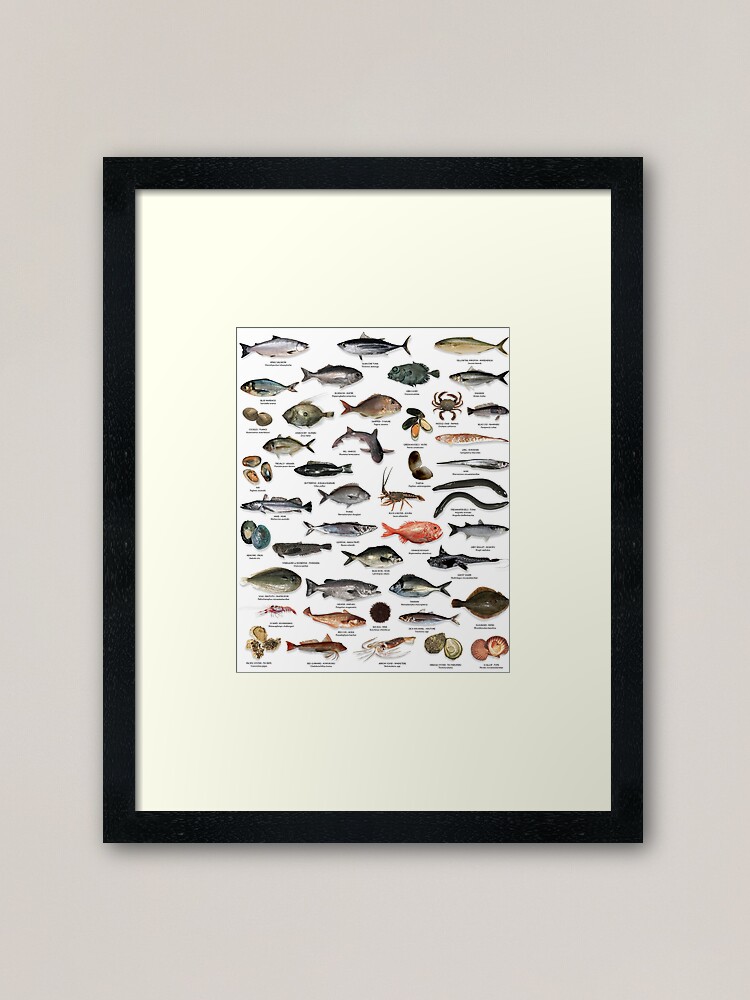 North America Freshwater Fish Group Framed Art Print for Sale by  fishfolkart