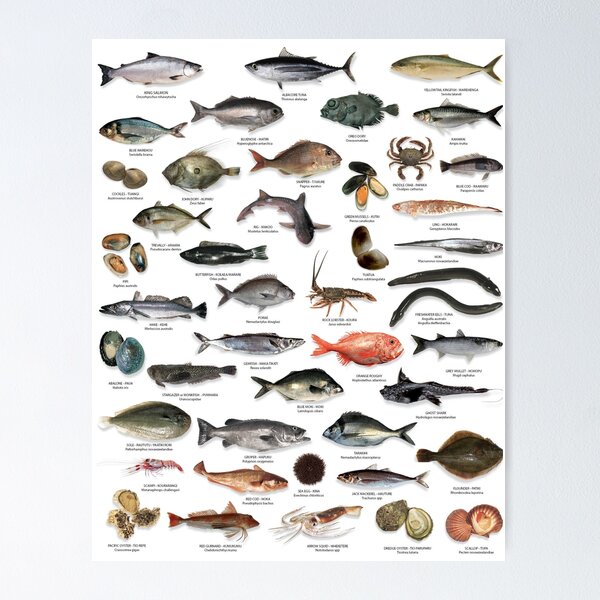 Seafood Poster and Guide Fish Species Identification Poster