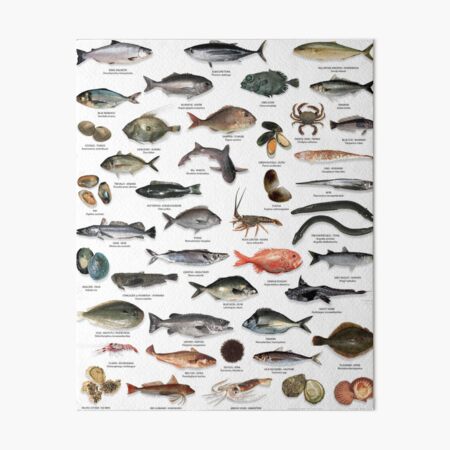 NZ fish species  Art Board Print for Sale by Tehomuera