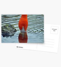 Two in One Flamingo Postcards