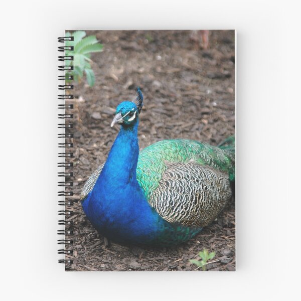 Aperçu de l'œuvre "Peacock" créée et vendue par Melle.