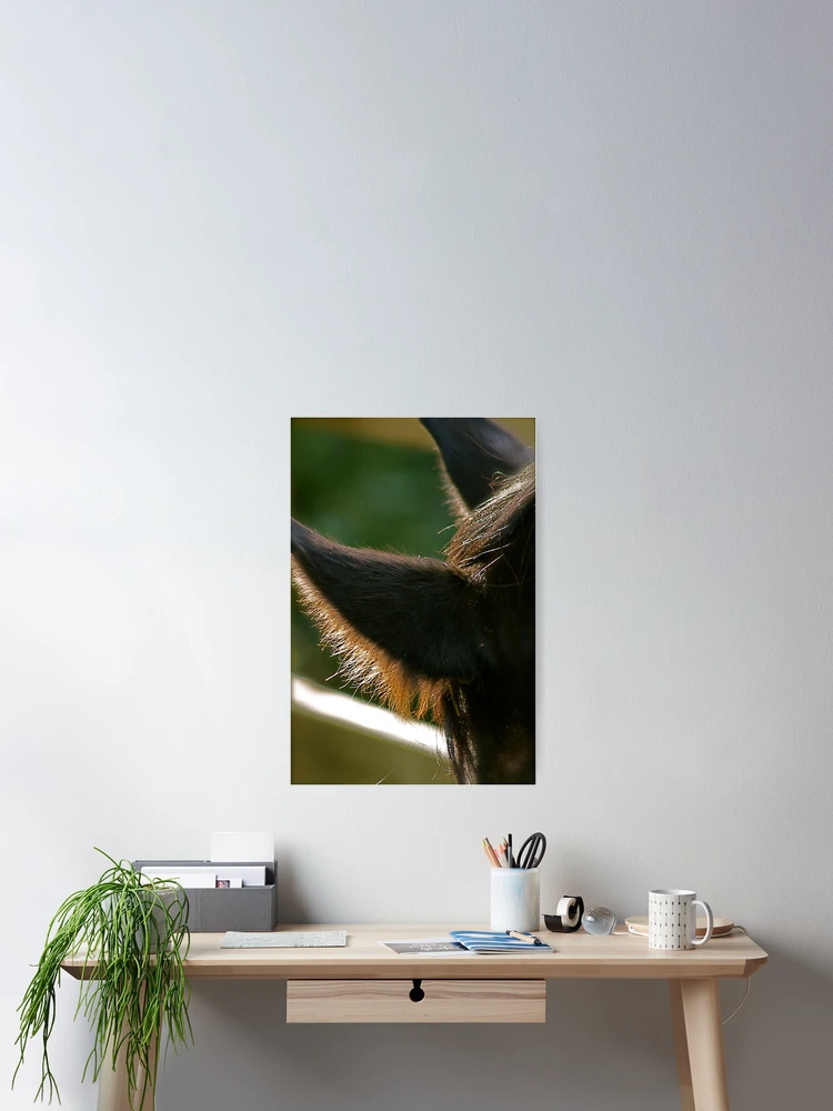 Thumbnail 2 of 3, Poster, 'Ear' Me designed and sold by Sabine Jacobsen [SJArt].