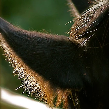 Artwork thumbnail, 'Ear' Me by Sabine Jacobsen [SJArt]