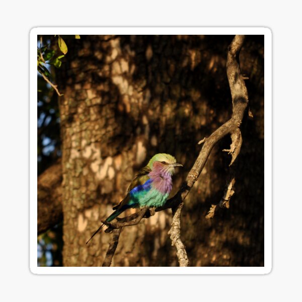 Item preview, Lilac-breasted roller Coracias caudata bird lila blue Africa designed and sold by Schoensl.
