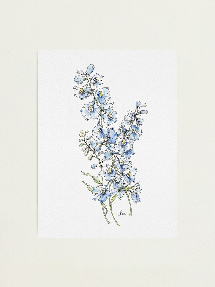 Alternate view of Blue Delphinium Flowers Photographic Print