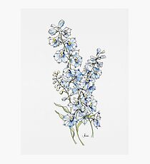 Blue Delphinium Flowers Photographic Print