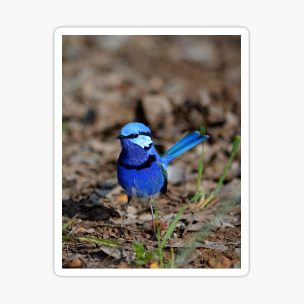 Item preview, splendid fairywren Malurus splendens Australia bird lila blue designed and sold by Schoensl.