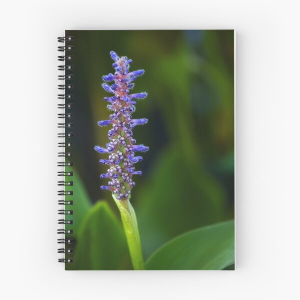 Item preview, Pontederia cordata designed and sold by Margaret Barry.